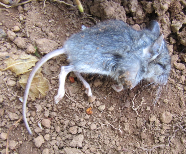 Photo of Peromyscus maniculatus by <a href="http://morrisoncreek.org/">Kathryn Clouston</a>